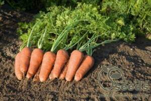 Морква "Купар" F1 (2,0-2,2 мм) 100 000 семена Бейо (Bejo)