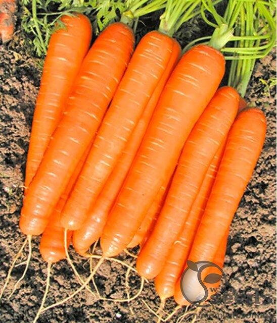 Морква "Романс" F1 pr (1,6-1,8 мм) 100 000 с. Нунемс (Nunhems) Морква "Романс" F1 pr (1,6-1,8 мм) 100 000 с. Нунемс (Nunhems)