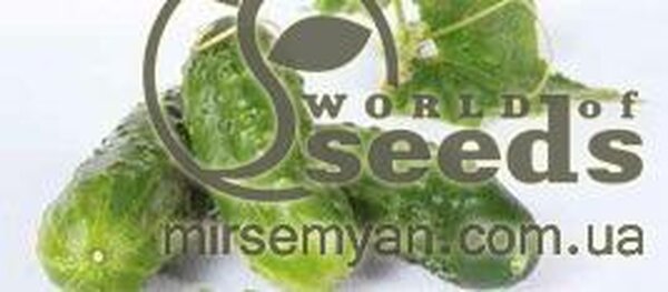 Огірок Октопус F1 500 нас. (Syngenta) Огірок Октопус F1 500 нас. (Syngenta)