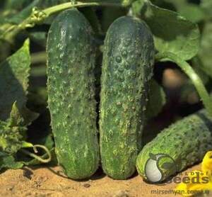 Огірок Аякс F1 1000 с. Нунемс (Nunhems) Огірок Аякс F1 1000 с. Нунемс (Nunhems)