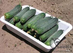 Огірок "ГЕКТОР" F1 1000 с. Нунемс (Nunhems)