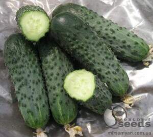 Огірок Огірок