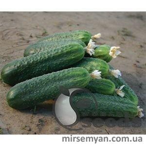 Огірок Огірок