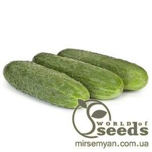 Огірок "Компоніст" F1 1000 с. Рік Цваан, (Rijk Zwaan)