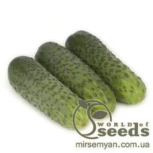 Огірок "Караоке" F1 1000 с. Рік Цваан, (Rijk Zwaan)