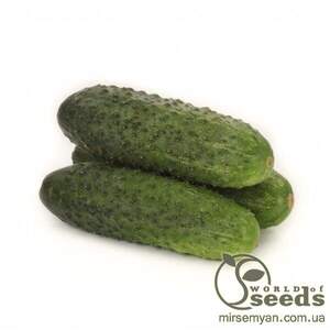 Огірок "Вагнер" F1 250 с. Рік Цваан, (Rijk Zwaan)