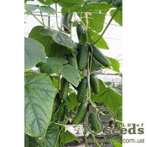 Огірок "Артист" F1 250 с. Бейо (Bejo)