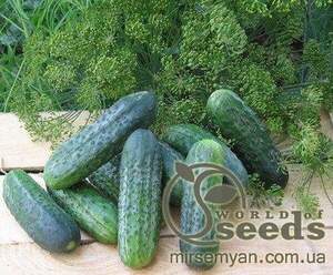 Огірок Огірок