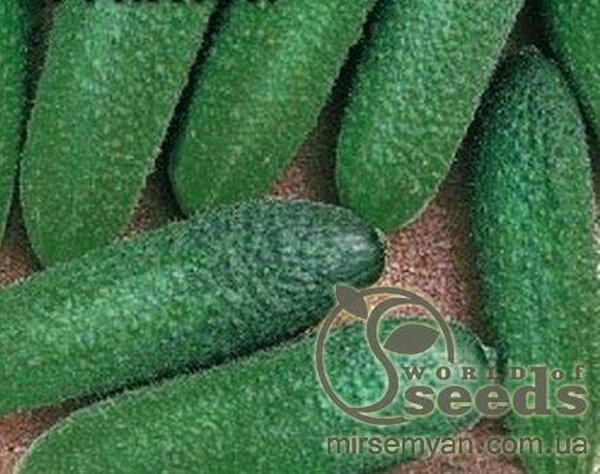 Огірок «Діригент» F1 250 с. Рік Цваан, (Rijk Zwaan) Огірок «Діригент» F1 250 с. Рік Цваан, (Rijk Zwaan)