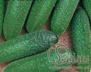 Огірок "Диригент" F1 1000 с. Рійк Цваан, Rijk Zwaan