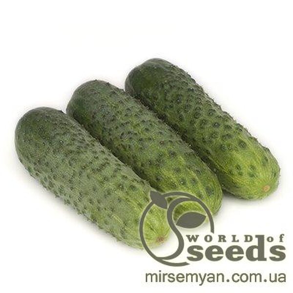 Огірок Огірок