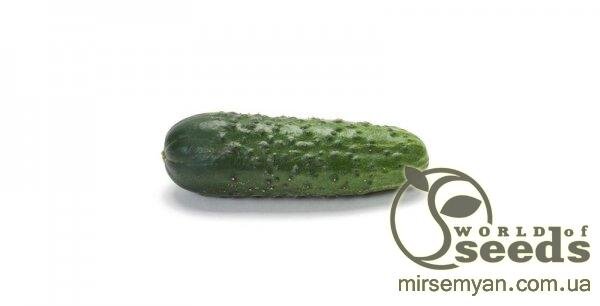 Огірок Огірок