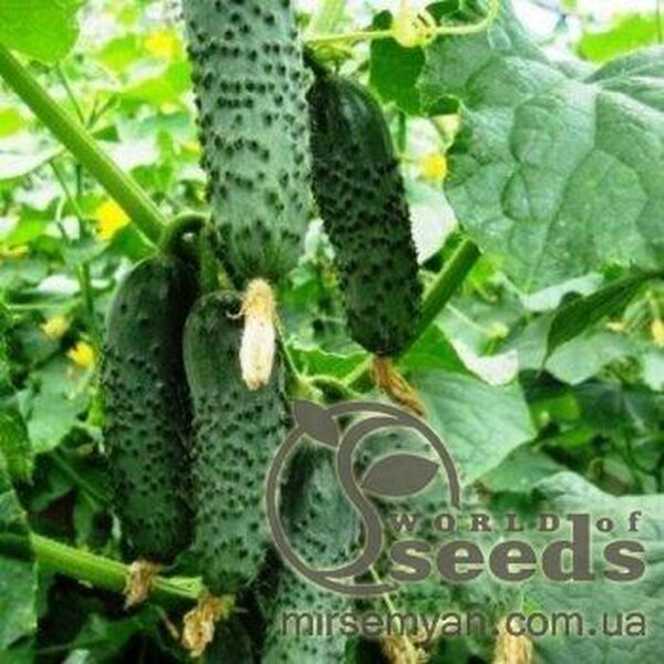Огірок "Чайковський" F1 1000 с. Рік Цваан, (Rijk Zwaan) Огірок "Чайковський" F1 1000 с. Рік Цваан, (Rijk Zwaan)