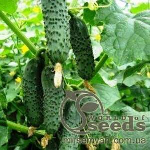 Огірок "Чайковський" F1 1000 с. Рік Цваан, (Rijk Zwaan)