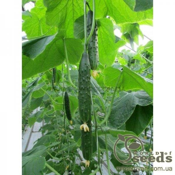Огірок «Данді» F1 1000 с. Рік Цваан, (Rijk Zwaan) Огірок «Данді» F1 1000 с. Рік Цваан, (Rijk Zwaan)