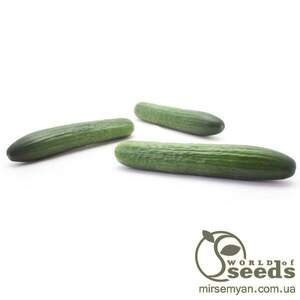 Огірок "Яні" F1 1000 с. Рік Цваан, (Rijk Zwaan)