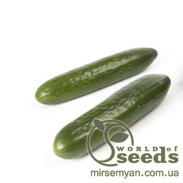 Огірок Огірок