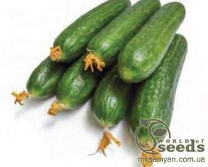 Огірок Огірок