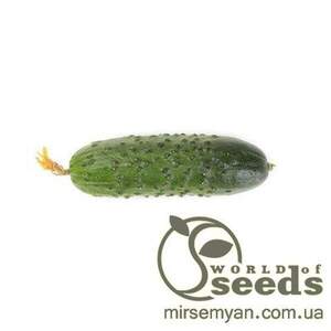 Огірок "Гравина" F1 1000 с. Рік Цваан, (Rijk Zwaan)
