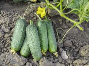 Огірок "Пролікс" F1 1000 с. Нунемс (Nunhems) Огірок "Пролікс" F1 1000 с. Нунемс (Nunhems)