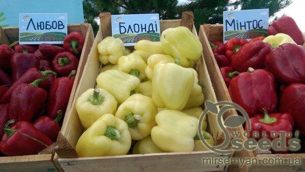 Перець Блонді F1 500 наc.  (Syngenta) Перець Блонді F1 500 наc.  (Syngenta)