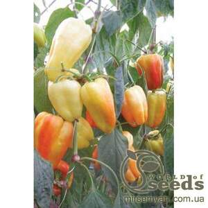 Перець Барбі F1 500 нас. (Syngenta) Перець Барбі F1 500 нас. (Syngenta)