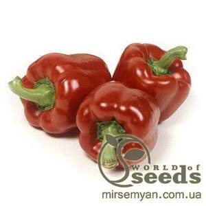 Перець середньостиглий "Мазурка" F1 1000 с. Рік Цваан, (Rijk Zwaan)