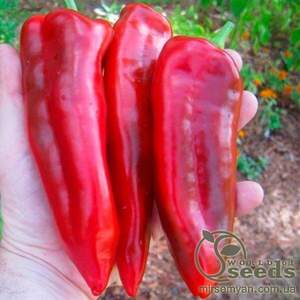 Перець Самандер (3109РР) F1 1000 нас. (Nunhems) Перець Самандер (3109РР) F1 1000 нас. (Nunhems)