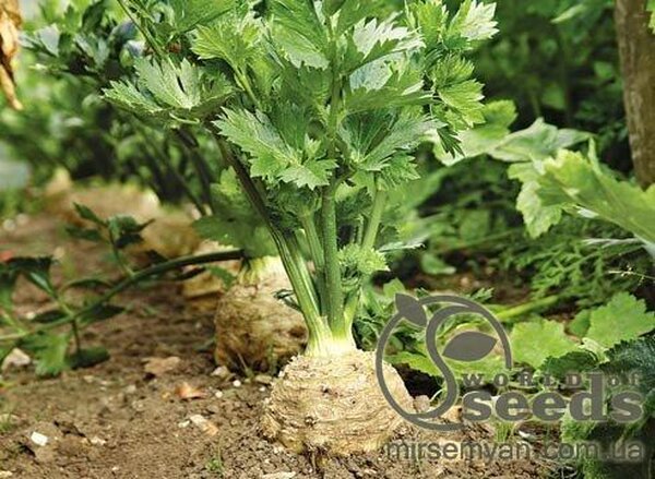 Селера кореневої Селера кореневої