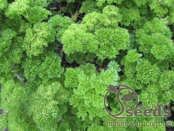 Петрушка кучерява "Петра" 500 г Бейо, (Bejo) Петрушка кучерява "Петра" 500 г Бейо, (Bejo)