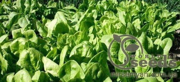 Шпинат Шпинат