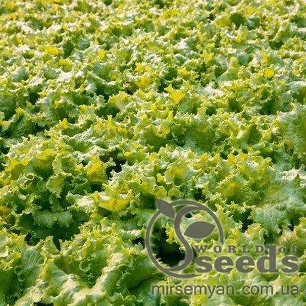 Салат "Афіціон" 5 г Рійк Цваан, (Rijk Zwaan) Салат "Афіціон" 5 г Рійк Цваан, (Rijk Zwaan)