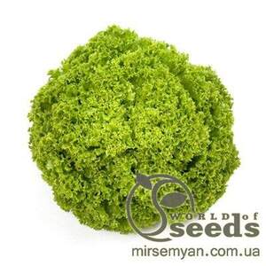 Салат "Алеппо" 1000 с. дражджовані Рік Цваан, (Rijk Zwaan)