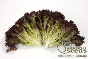 Салат Салат