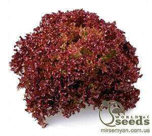 Салат "Кармезі" 1000 с. дражджовані, Рійк Цваан, (Rijk Zwaan)