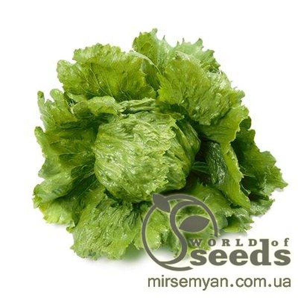 Салат "Діамантінас" 1000 с. дріжджовані Рік Цваан, (Rijk Zwaan) Салат "Діамантінас" 1000 с. дріжджовані Рік Цваан, (Rijk Zwaan)