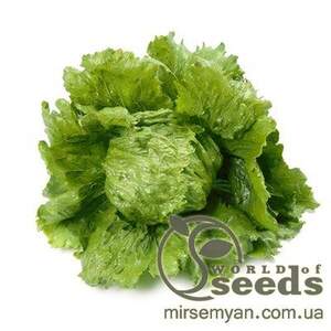 Салат "Діамантінас" 1000 с. дріжджовані Рік Цваан, (Rijk Zwaan)