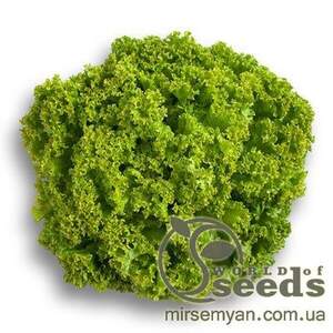 Салат "Локарно" 1000 с. Рік Цваан, (Rijk Zwaan)