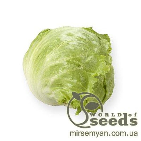 Салат Салат