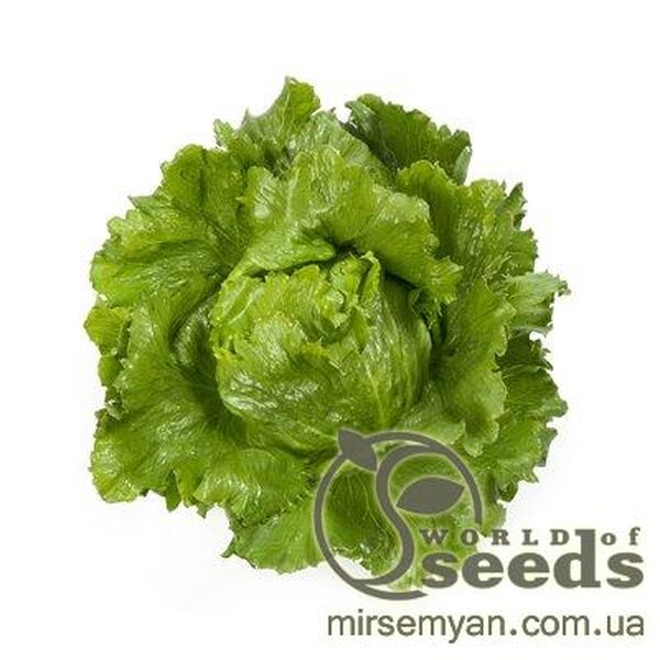 Салат Салат