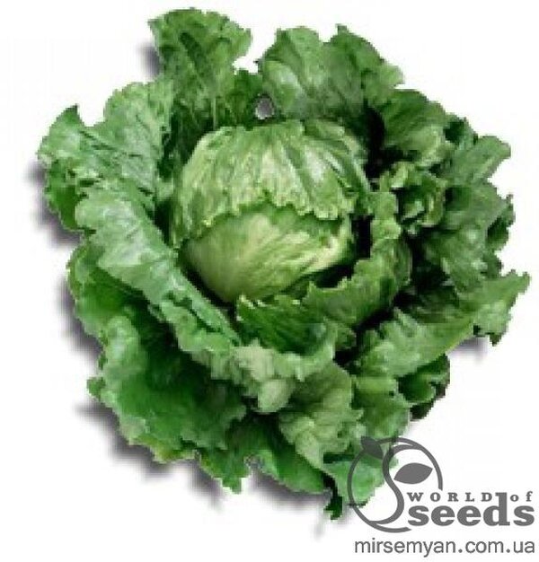 Салат "Галера" (1014LT) драже 5000 с. Нунемс (Nunhems) Салат "Галера" (1014LT) драже 5000 с. Нунемс (Nunhems)