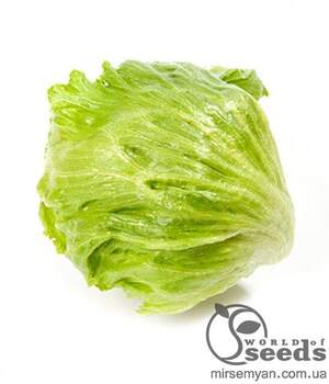 Салат "Гондар" драже 5000 с. Нунемс (Nunhems)