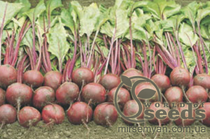 Буряк столовий "Водан" F1 50 000 с. Бейо, (Bejo)