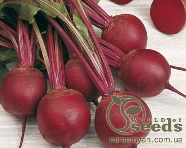 Буряк столовий Пабло F1 10 000 нас. Bejo Буряк столовий Пабло F1 10 000 нас. Bejo