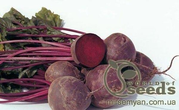 Буряк столовий Боро F1 50 000 нас. (Bejo) Буряк столовий Боро F1 50 000 нас. (Bejo)