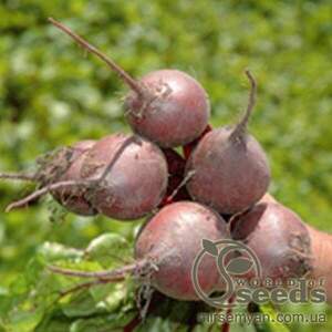 Буряк столовий "Бікорес" 50 000 нас. (Bejo)