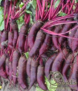 Буряк столовий "Таунус / Taunus" F1 10 000 нас. (Bejo)