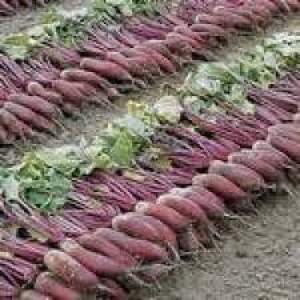 Буряк столовий 