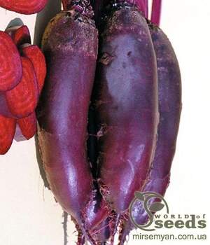 Буряк столовий Буряк столовий