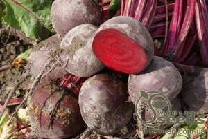 Буряк "Беттолло/Bettollo" F1 5 000 нас. (Bejo)